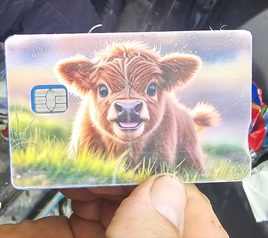 Highland cow card sticker